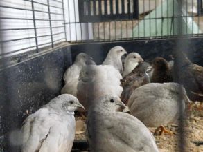 Przepiorki chińskie