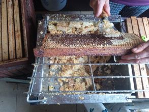 Miód , pyłek,propolis.