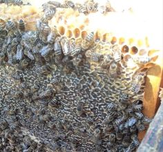 Miód , pyłek,propolis.