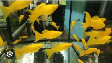 Rybki akwariowe różne