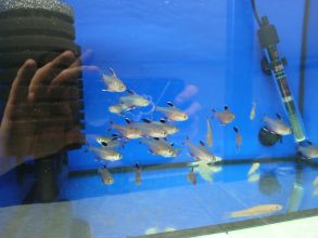 Rybki akwariowe różne