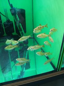 Rybki akwariowe różne