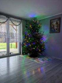 Sprzedam przepiękne choinki rosnące