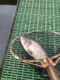 Żywe ryby; karp, jesiotr, pstrąg tołpyga.