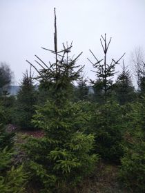 Choinki, świerki pospolite