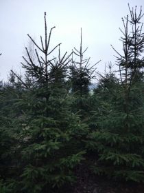 Choinki, świerki pospolite