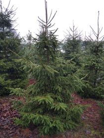 Choinki, świerki pospolite