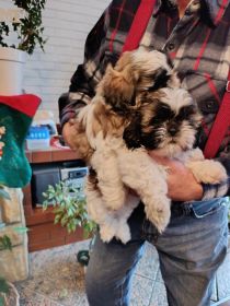 Shih tzu