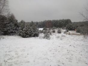 Do wynajęcia nowy dom 31m w Małoszynie