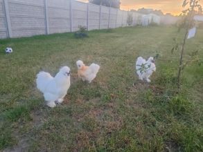 Sprzedam koguta Silki