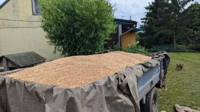 Sprzedam pszenżyto i zyto