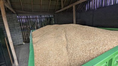 Sprzedam pszenżyto i zyto