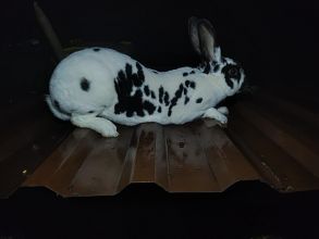 Sprzedam samicę rexa