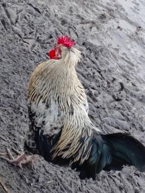 Sprzedam koguty na zdjęciach