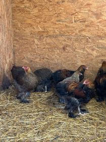 Brachmy olbrzymie młode