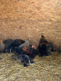 Brachmy olbrzymie młode