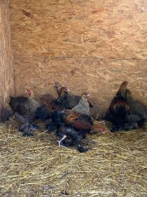 Brachmy olbrzymie młode