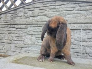 Samiec baran francuski