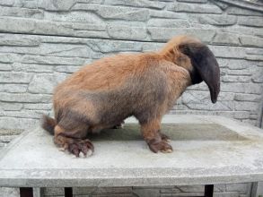 Samiec baran francuski