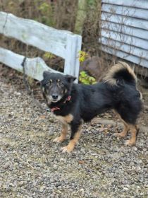 Józia - nakolankowa, wesoła sunia szuka domu!