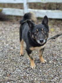 Józia - nakolankowa, wesoła sunia szuka domu!