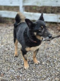 Józia - nakolankowa, wesoła sunia szuka domu!