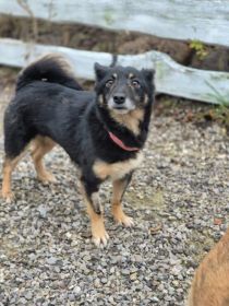 Józia - nakolankowa, wesoła sunia szuka domu!