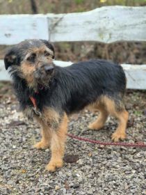 Kokosia - niewielka, delikatna sunia w typie terierka