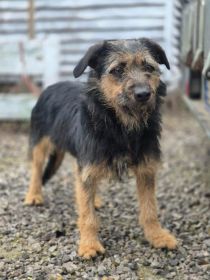 Kokosia - niewielka, delikatna sunia w typie terierka