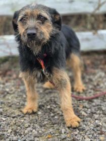 Kokosia - niewielka, delikatna sunia w typie terierka