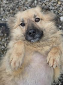 Maniuś – mały promyk radości szuka domu