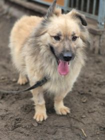 Maniuś – mały promyk radości szuka domu