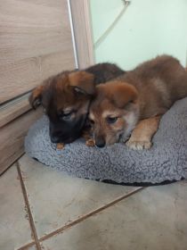 Oddam za darmo szczeniaki