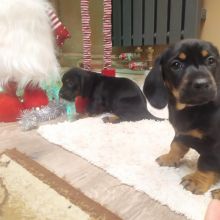 Jamniki jamniczki krótkowłose