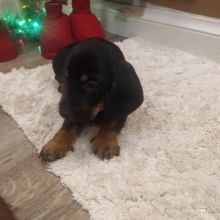 Jamniki jamniczki krótkowłose