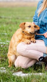 Delikatny Rudzik, oaza łagodności do pokochania!