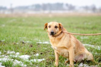 Delikatny Rudzik, oaza łagodności do pokochania!