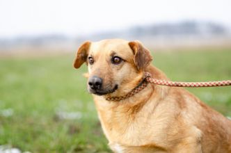 Delikatny Rudzik, oaza łagodności do pokochania!