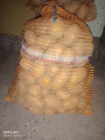 Sprzedam ziemniaki Soraya, Vega i Denar