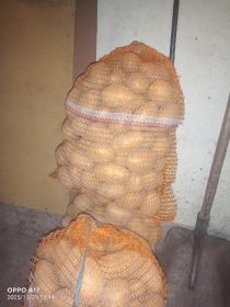 Sprzedam ziemniaki Soraya, Vega i Denar