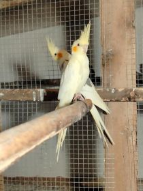 Sprzedam nimfy i faliste