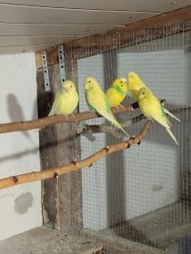 Sprzedam nimfy i faliste