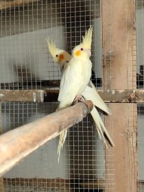 Sprzedam nimfy i faliste