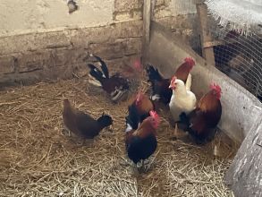 Kogutki karzełek polski liliput