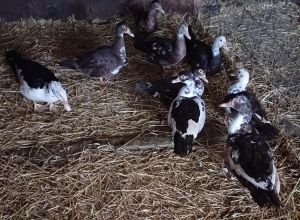 Sprzedam Kaczki Francuskie