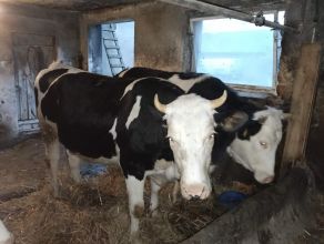 Sprzedam jałówki cielne