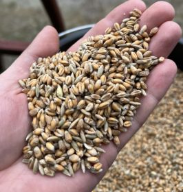 zboże - mieszanka pszenno-żytnia