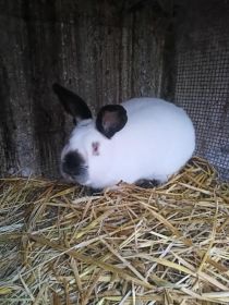 Sprzedam króliki rasowe