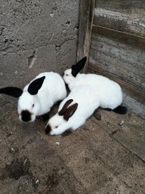 Sprzedam króliki rasowe