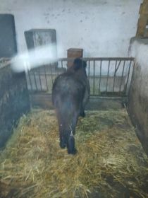 Sprzedam konika kucyka